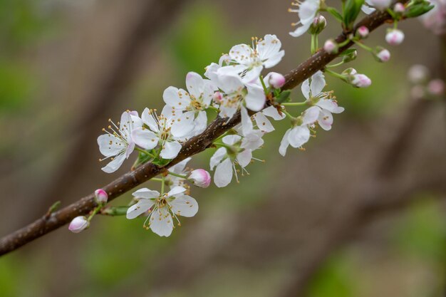 I fiori di susino bianco sono in fiore