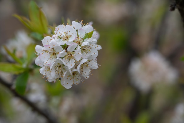 I fiori di susino bianco sono in fiore