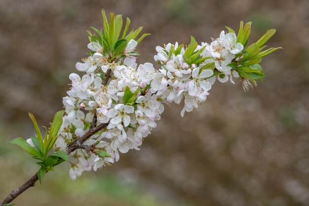 I fiori di susino bianco sono in fiore