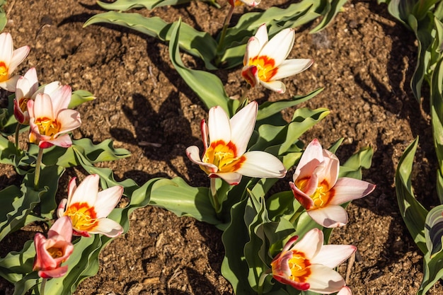 I fiori di Tulipa Ancilla crescono e sbocciano nel giardino botanico