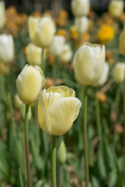 I fiori di tulipano colorati fioriscono nel giardino primaverile