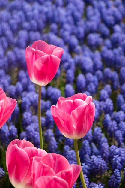 I fiori di tulipano colorati fioriscono nel giardino primaverile