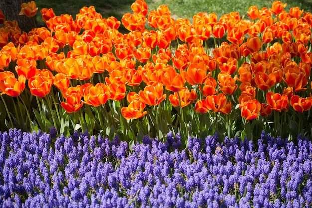 I fiori di tulipano colorati fioriscono nel giardino