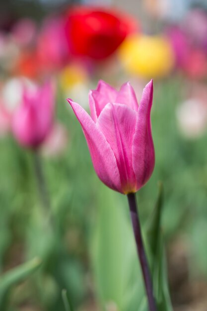 I fiori di tulipano colorati fioriscono nel giardino