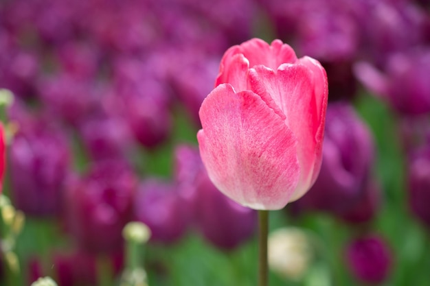 I fiori di tulipano colorati fioriscono nel giardino