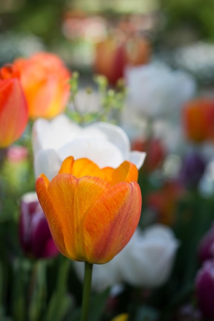 I fiori di tulipano di colore arancione fioriscono nel giardino