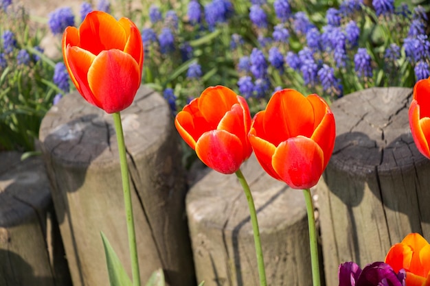 I fiori di tulipano di colore arancione sbocciano nel giardino