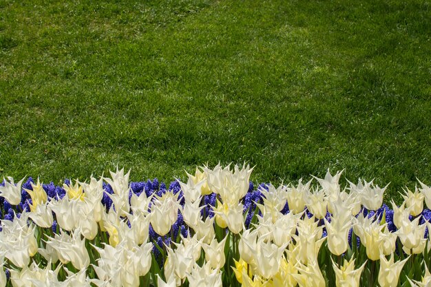 I fiori di tulipano di colore bianco sbocciano nel giardino