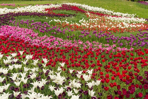 I fiori di tulipano multicolori sbocciano in un parco ricreativo nella progettazione del paesaggio