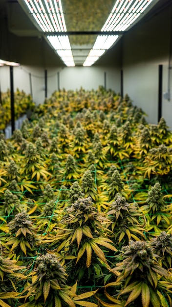 I fiori di una cannabis indoor crescono