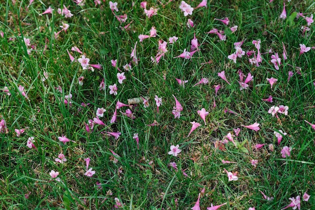 I fiori di veigela caduti giacciono sull'erba del prato