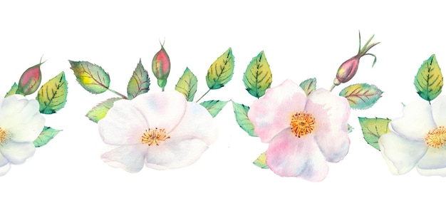 I fiori e le foglie della rosa canina. Ripetizione del bordo orizzontale estivo. Illustrazione floreale dell'acquerello. Composizioni per biglietti di auguri o inviti