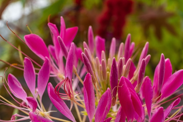 I fiori estivi sbocciano nel giardino fiori di diversi colori