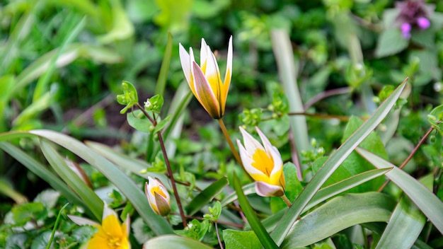 i fiori estivi si dilettano con colori vivaci