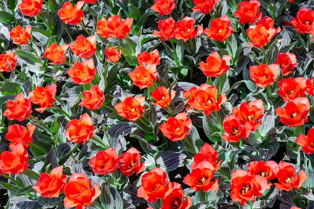 I fiori freschi del tulipano rosso si chiudono su