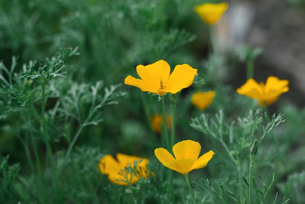 I fiori gialli di Escholzia crescono nel giardino in estate. Messa a fuoco selettiva