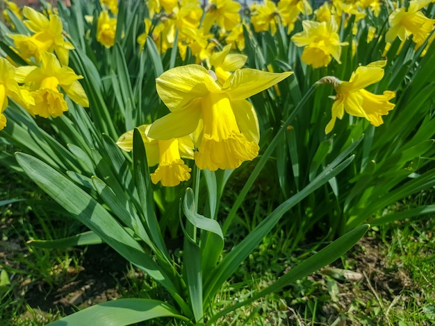 I fiori gialli di Narcissus assoanus Dufour sono sbocciati nel giardino