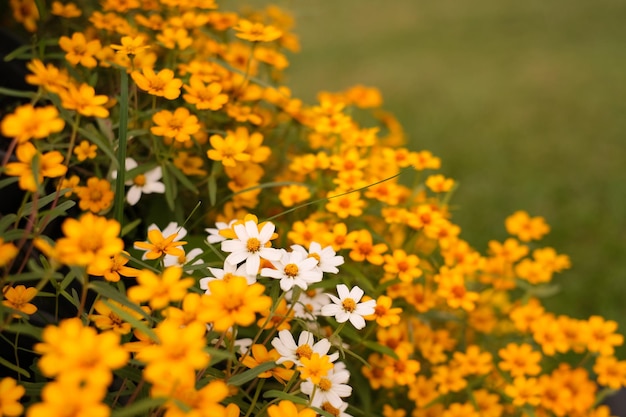 I fiori gialli e bianchi di xACosmos sbocciano al mattino
