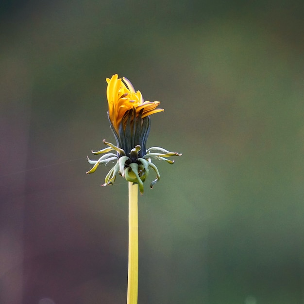 i fiori gialli nel giardino nella natura