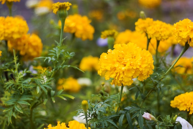 I fiori gialli si chiudono tra le foglie verdi