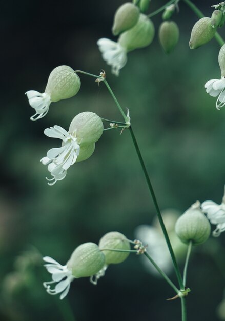 i fiori gialli