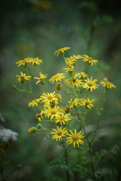 i fiori gialli