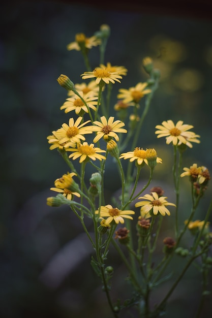 i fiori gialli