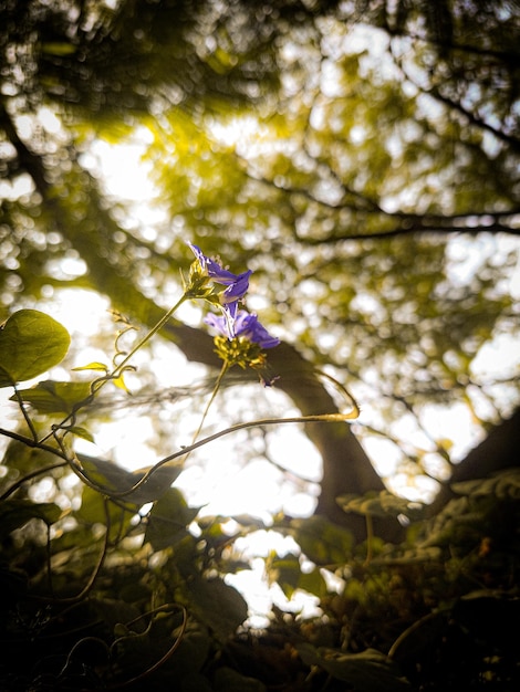 I fiori illuminati dal sole danno un'occhiata alla bellezza della natura