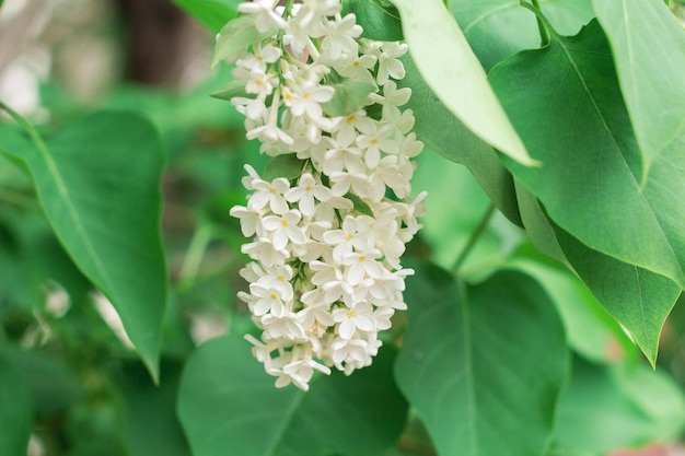 I fiori lilla bianchi sbocciano in primavera