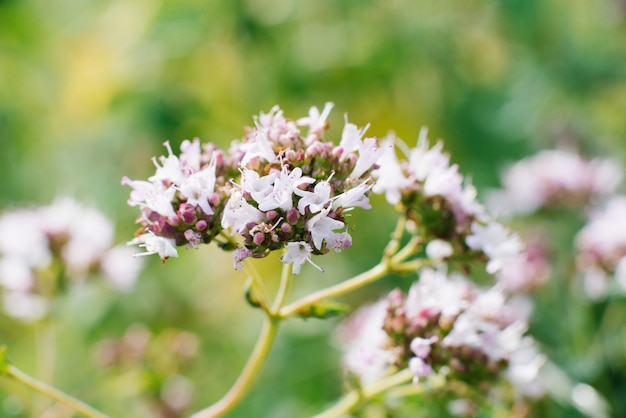 I fiori lilla dell'origano fioriscono di estate nel primo piano del giardino, fuoco selettivo