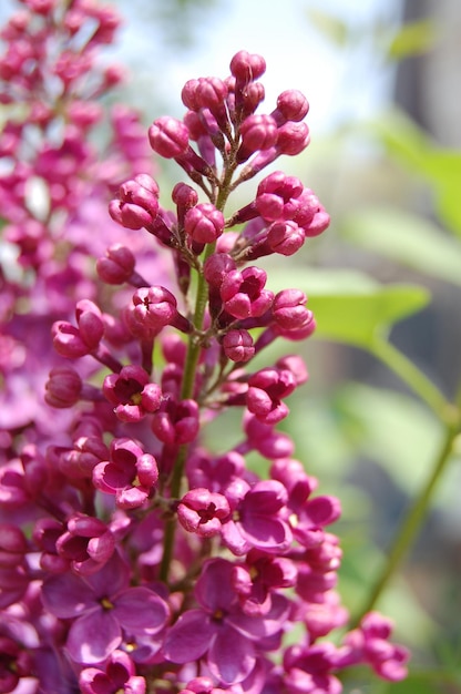 I fiori lilla sbocciano in primavera nel giardino