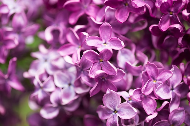I fiori lilla si chiudono su sfondo sfocato