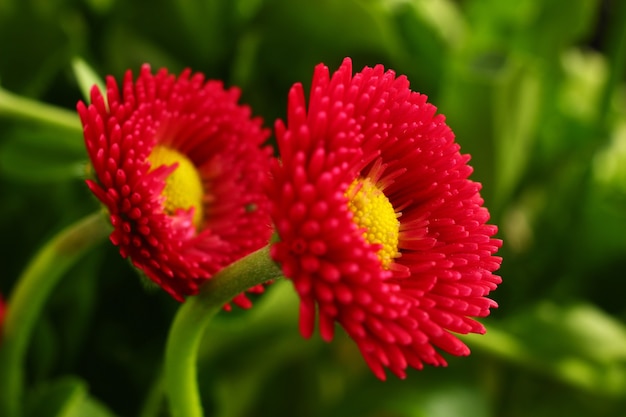 I fiori multicolori sono primo piano