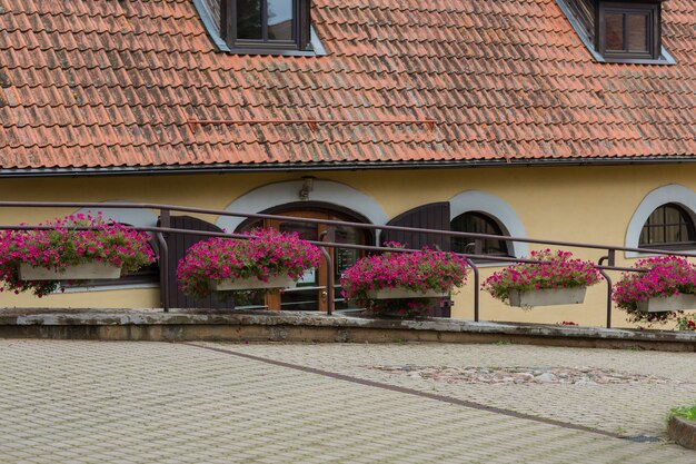 i fiori nei vasi crescono vicino all'ingresso della casa