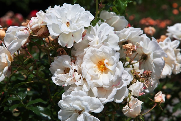 I fiori nel giardino botanico, Christchurch, Nuova Zelanda