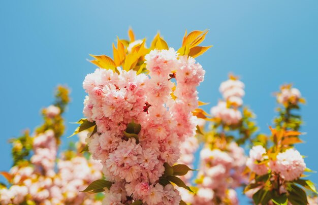 I fiori rosa ciliegia si chiudono sulla ciliegia yoshino dell'albero di sakura in fiore