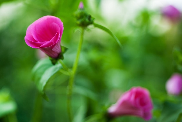 I fiori rosa del giardino sbocciano nel giardino estivo