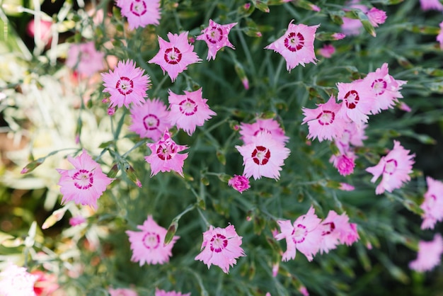 I fiori rosa dell'erba del garofano crescono in estate nel giardino