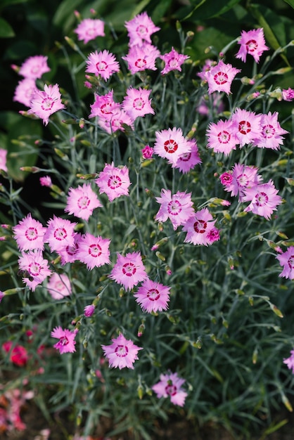 I fiori rosa dell'erba del garofano crescono in estate nel giardino