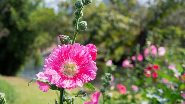I fiori rosa di Alcea stanno fiorendo con il polline che cade sui petali comunemente conosciuti come gli hollyhocks sono originari dell'Asia e dell'Europa
