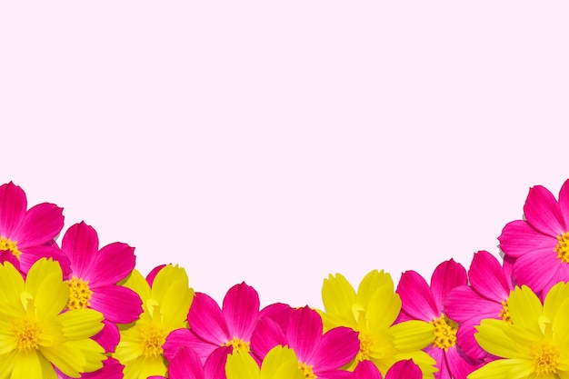 I fiori rosa e gialli sono disposti su uno sfondo rosa tenue.