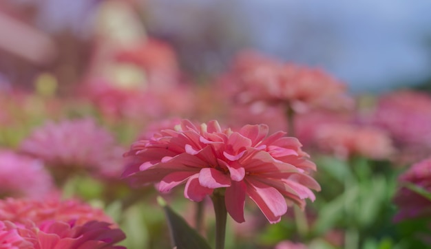 I fiori rosa sbocciano magnificamente per lo sfondo