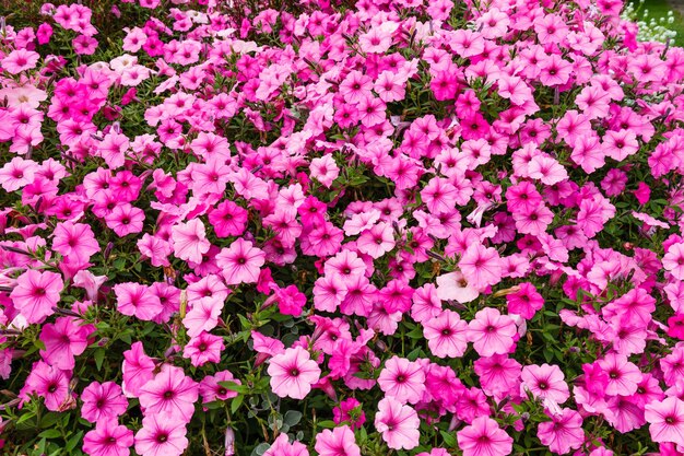 I fiori rosa sbocciano nel giardino del parco cittadino