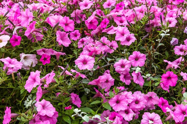 I fiori rosa sbocciano nel giardino del parco cittadino