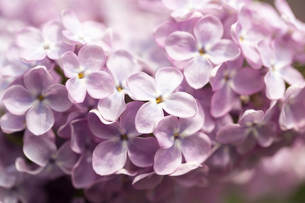 I fiori rosa si chiudono su sfondo sfocato