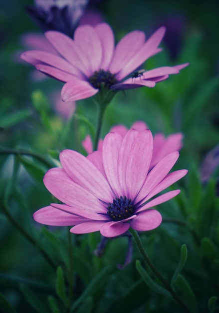 i fiori rosa