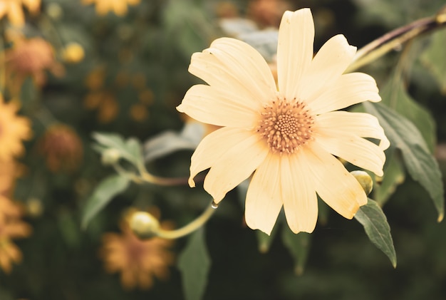 I fiori sbocciano al mattino