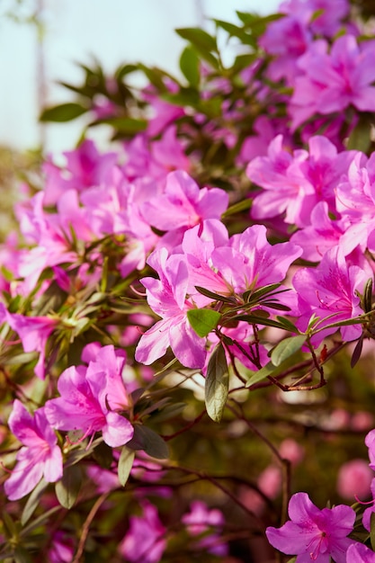 I fiori sbocciano azalee, gemme di rododendro rosa su verde