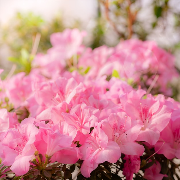 I fiori sbocciano azalee, gemme di rododendro rosa