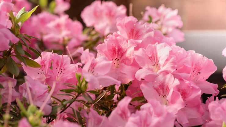 Foto i fiori sbocciano azalee, gemme di rododendro rosa